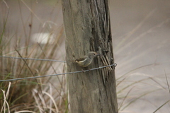 Acanthiza pusilla diemenensis