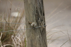 Acanthiza pusilla diemenensis