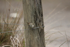 Acanthiza pusilla diemenensis