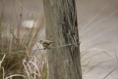 Acanthiza pusilla diemenensis