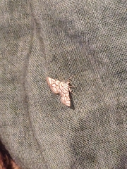 Elophila scitalis