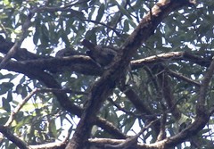 Ptiloris paradiseus