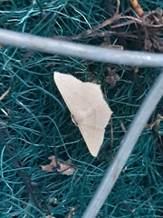 Geometridae