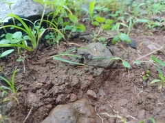 Sphaerotheca dobsonii