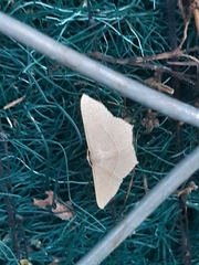 Geometridae