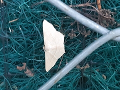 Geometridae