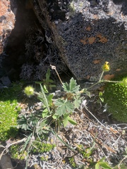 Potentilla nivea