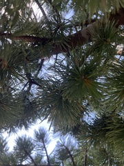 Pinus aristata