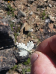 Potentilla nivea