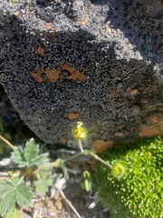Potentilla nivea
