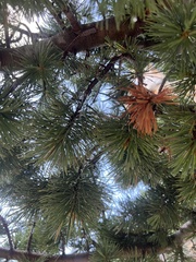 Pinus aristata