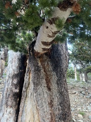 Pinus aristata