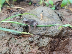 Sphaerotheca dobsonii