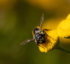 Megachile relativa