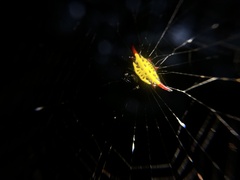 Gasteracantha sauteri