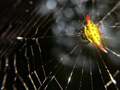Gasteracantha sauteri