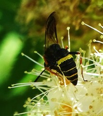Philanthus gibbosus