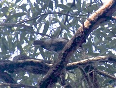 Ptiloris paradiseus
