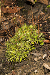 Stylidium spinulosum
