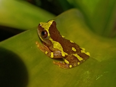 Dendropsophus sarayacuensis