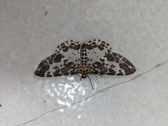 Pogonopygia nigralbata