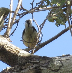 Herpsilochmus longirostris