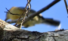 Herpsilochmus longirostris