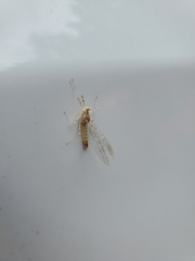 Maccaffertium mediopunctatum