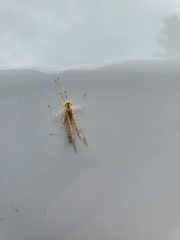 Maccaffertium mediopunctatum