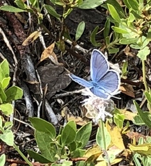 Glaucopsyche lygdamus