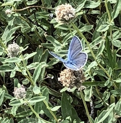 Glaucopsyche lygdamus