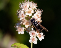 Vespula consobrina
