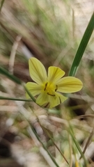 Sisyrinchium tolucense