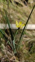 Sisyrinchium tolucense