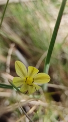 Sisyrinchium tolucense