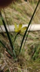Sisyrinchium tolucense