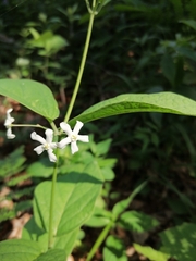 Vincetoxicum ascyrifolium