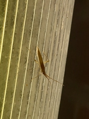 Stenodema trispinosum