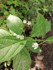 Vincetoxicum ascyrifolium