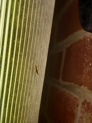 Stenodema trispinosum