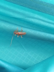 Pseudosieversia rufa