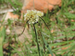 Cyperus seslerioides