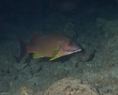 Lutjanus fulvus