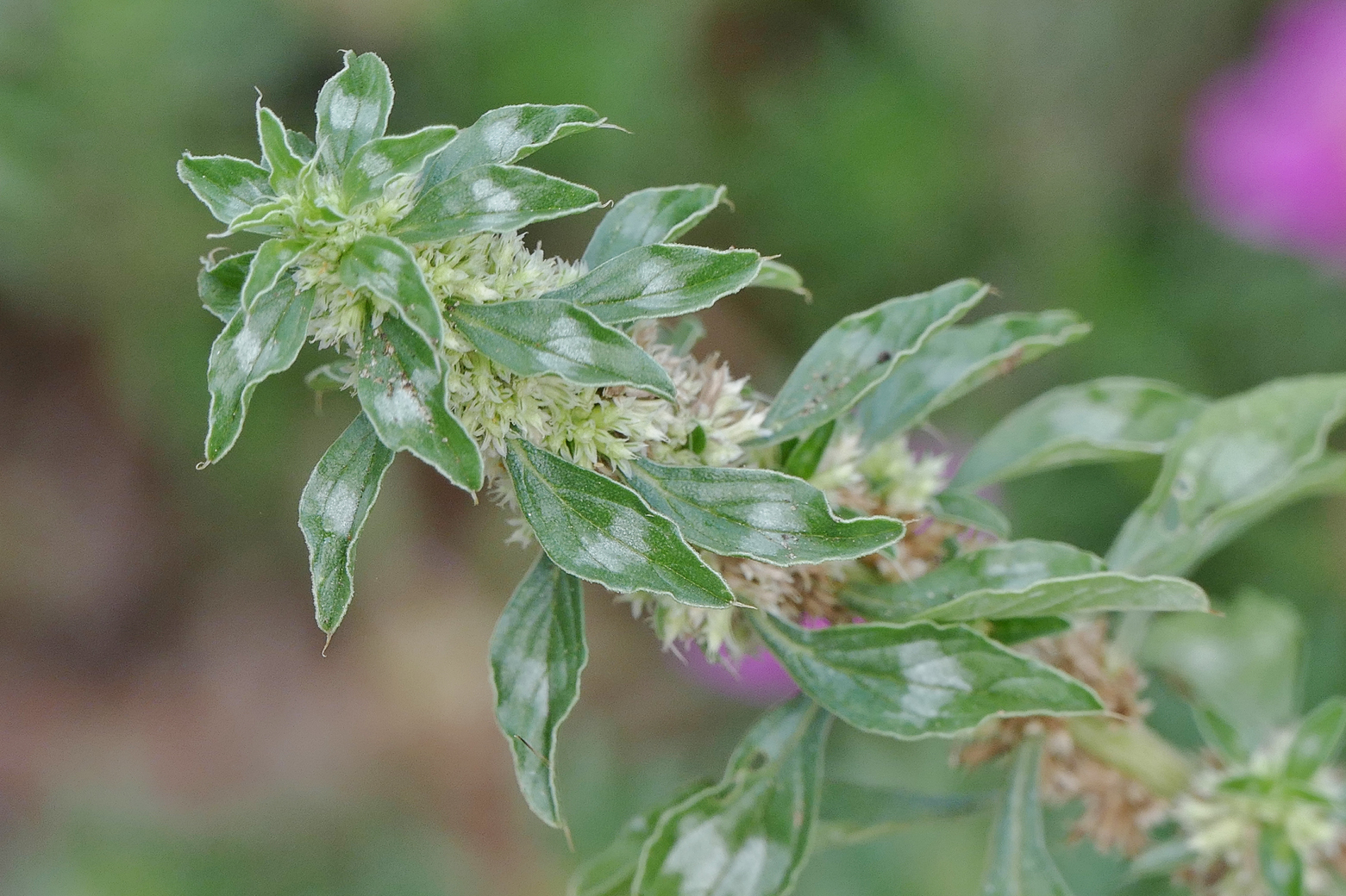 Amaranthus polygonoides