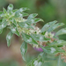 Tropical Amaranth - Photo (c) Monica Krancevic, some rights reserved (CC BY-NC), uploaded by Monica Krancevic