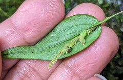 Lepanthes janitor
