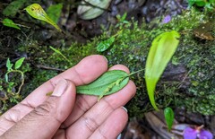 Lepanthes janitor