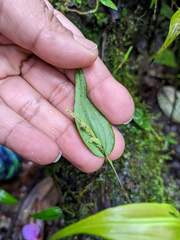 Lepanthes janitor