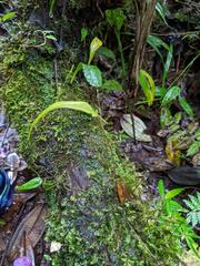 Lepanthes janitor