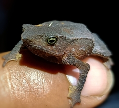 Rhinella festae